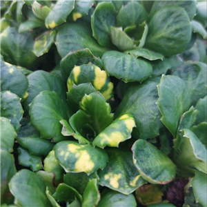 Saxifraga urbium Variegata