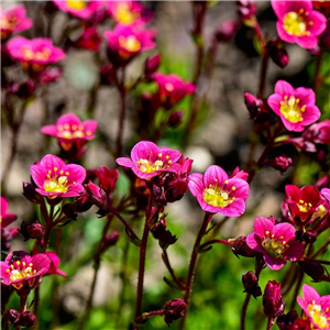 Saxifraga Welsh Dragon