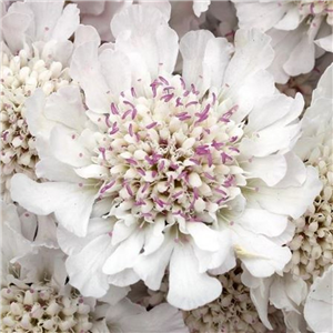 Scabiosa Kudo White