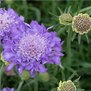 Scabiosa Mariposa Blue