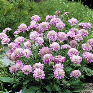 Scabiosa Pink Mist