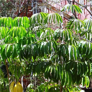 Schefflera taiwaniana