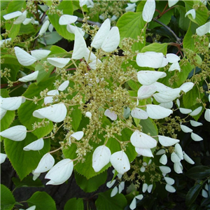 Schizophragma hydrangeoides Moonlight