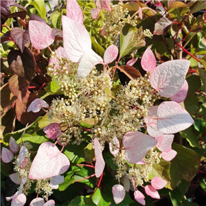 Schizophragma hydrangeoides Rosea