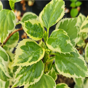 Schizophragma hydrangeoides Shiro Fuka Fukurin Fu