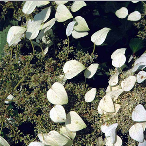 Schizophragma fauriei Angel Wings