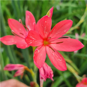 Schizostylis (Hesperantha) coccinea Anne