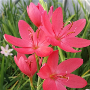 Schizostylis (Hesperantha) coccinea Zeal salmon