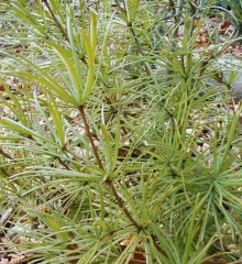 Sciadopitys verticillata