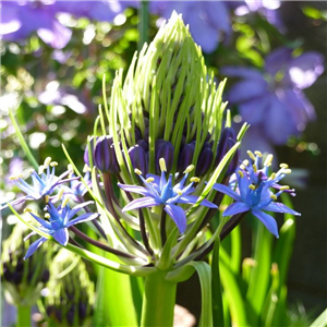 Scilla hyacinthoides Blue Arrow