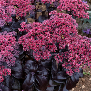 Sedum Dark Magic