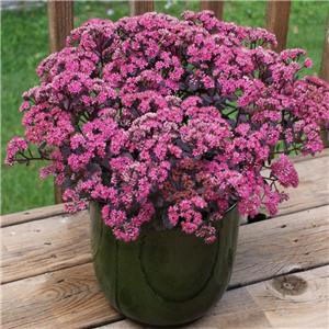 Sedum Dazzleberry