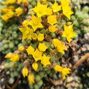 Sedum humifusum