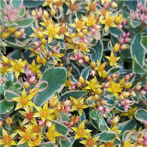 Sedum kamtschaticum Variegatum