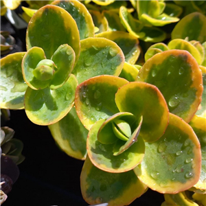 Sedum Lime Twister