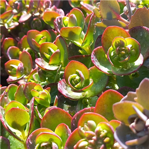 Sedum Lime Zinger