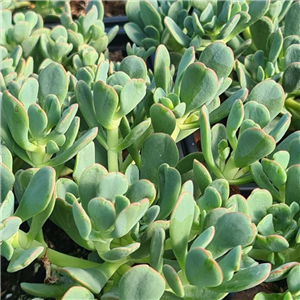 Sedum oregonense