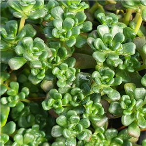 Sedum oreganum