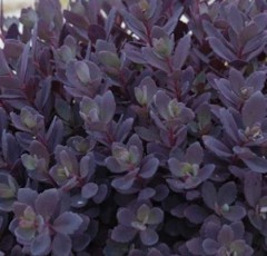 Sedum Plum Dazzled