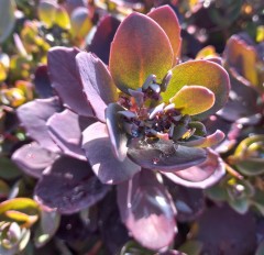 Sedum Plum Dazzled