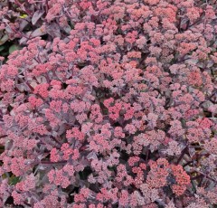 Sedum Purple Emperor