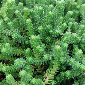 Sedum sexangulare weisse tatra