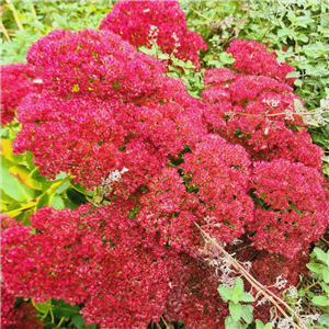 Sedum spectabile Autumn Joy (Herbstfreude)