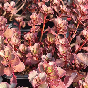 Sedum spurium Dragons Blood