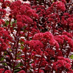 Sedum Touchdown Teak