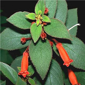 Seemannia sylvatica