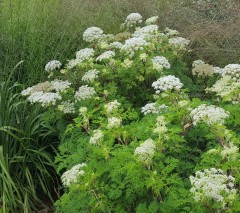 Selenum wallichianum