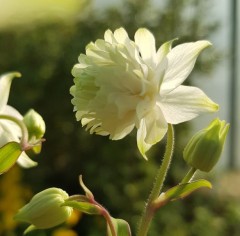 Semiaquilegia adoxoides Alba