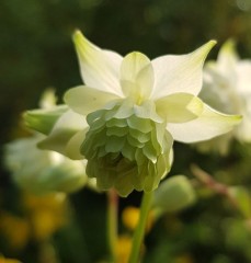 Semiaquilegia adoxoides Alba