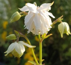 Semiaquilegia adoxoides Alba