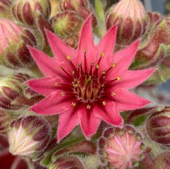 Sempervivum Boule de Neige