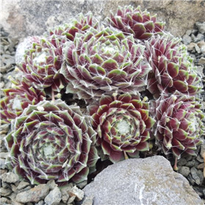 Sempervivum arachnoideum Rubrum