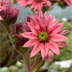 Sempervivum arachnoideum