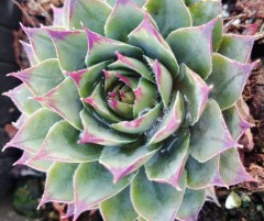 Sempervivum Blue Boy