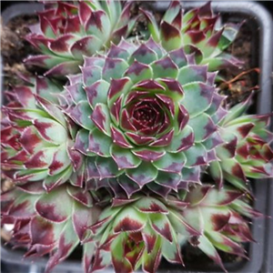 Sempervivum calcareum Button