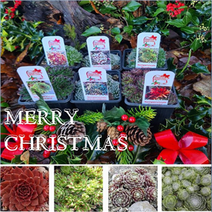 Christmas Sempervivum Collection 3 plants