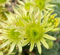 Sempervivum ciliosum var. borisii