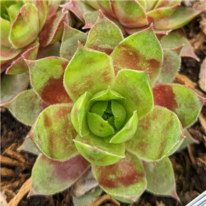 Sempervivum Foxy Lady