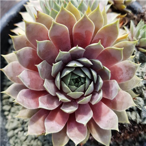 Sempervivum Grey Owl