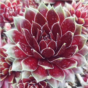 Sempervivum Heigham Red