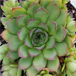 Sempervivum Helen