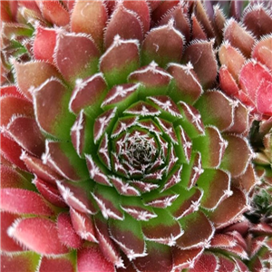 Sempervivum Jet Stream