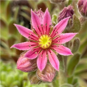 Sempervivum Jubilee Tricolour