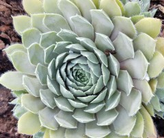 Sempervivum Lavender and Old Lace