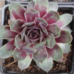 Sempervivum Purple Queen