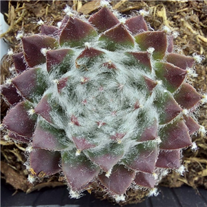 Sempervivum Silver Jubilee